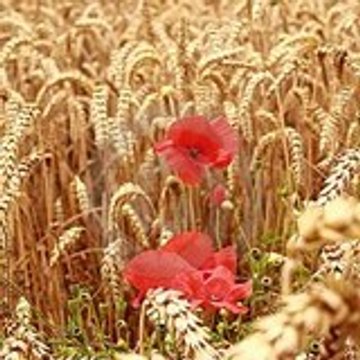 FeteBattagesHenansal