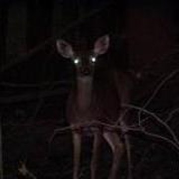 bambi