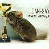 Cansay chinchilla