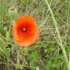 carmen_mureau