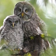 Wolfgang Höckendorf