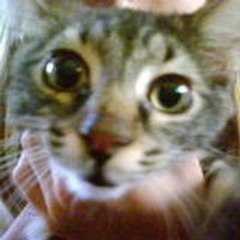 Snykeurs
