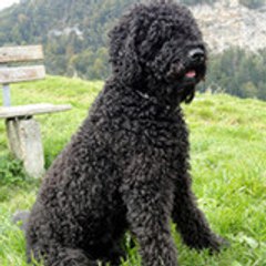Barbet
