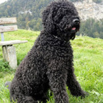 Barbet