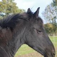 ELISABETH CALLANDREAU