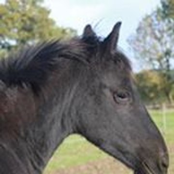 ELISABETH CALLANDREAU