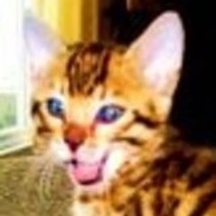 CAT HUGO