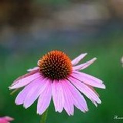 bahar_61