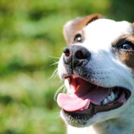 highlandcanine_dog_training