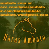 Haras Ambato