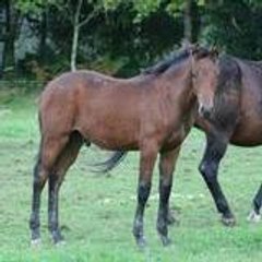 haras m'aurea
