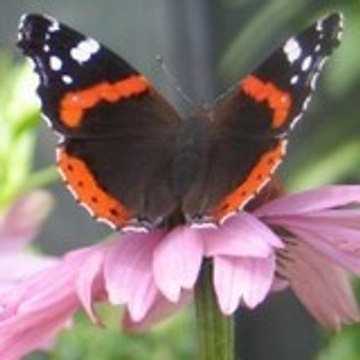 butterfly-ingrid
