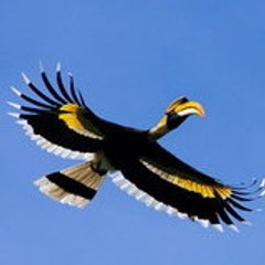 Guide Birdsphotographytours