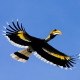 Guide Birdsphotographytours