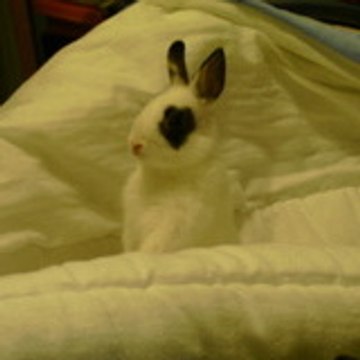 belle lapine