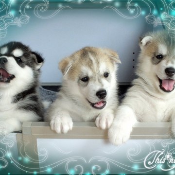 Of Noble's Snowstars