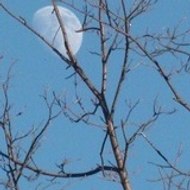 Marie-Thérèse Herr