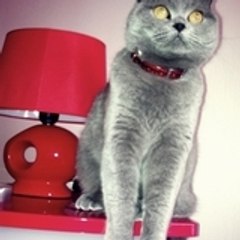 kisha2011
