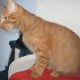 passion chats andernos