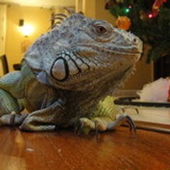 Victory_iguana