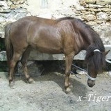 x-Tigery