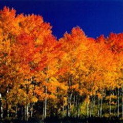 AspenTrees78