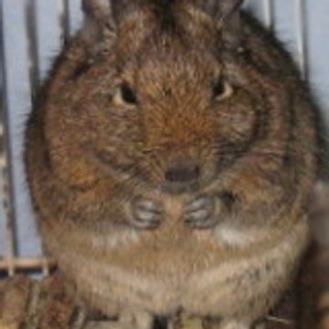 Octodon-dègue et-Cie