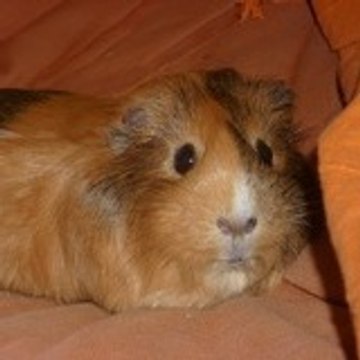 Lyla S.