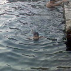 chaib mustapha