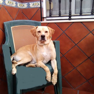 fejavica