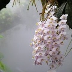 Poisonous_Flower