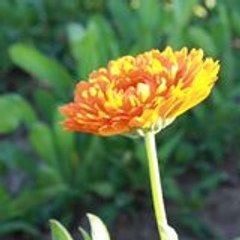 pl_fl05_wanadoo_fr