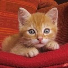cha chou