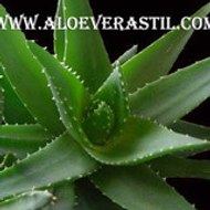 AloeVeraStil