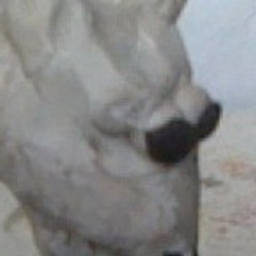 Animalmation