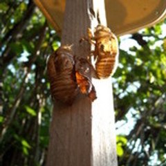 chestnutandsquirrel