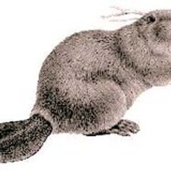 KUNDUZca