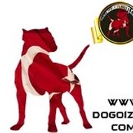 dogoizmit
