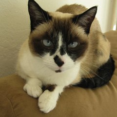 KittenFarm Productions