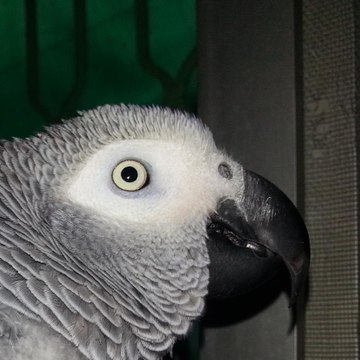 Zunaixa