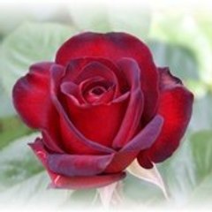 Isra_dogan