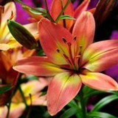 gold_star