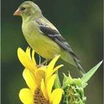 Ssongbird
