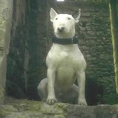 tibull