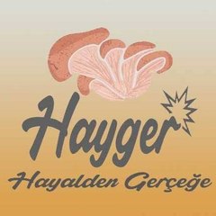 İstiridye Mantarı | Hayger Mantar