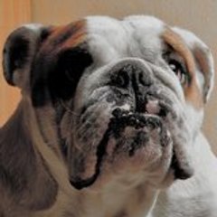 Blackjake_Bulldographies