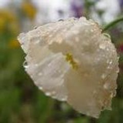 lilifofoluda