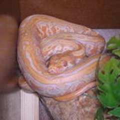 reptile78