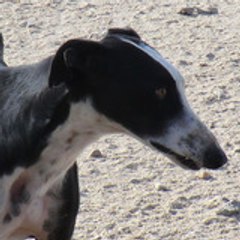 Galgoscooby