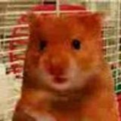harry the hamster